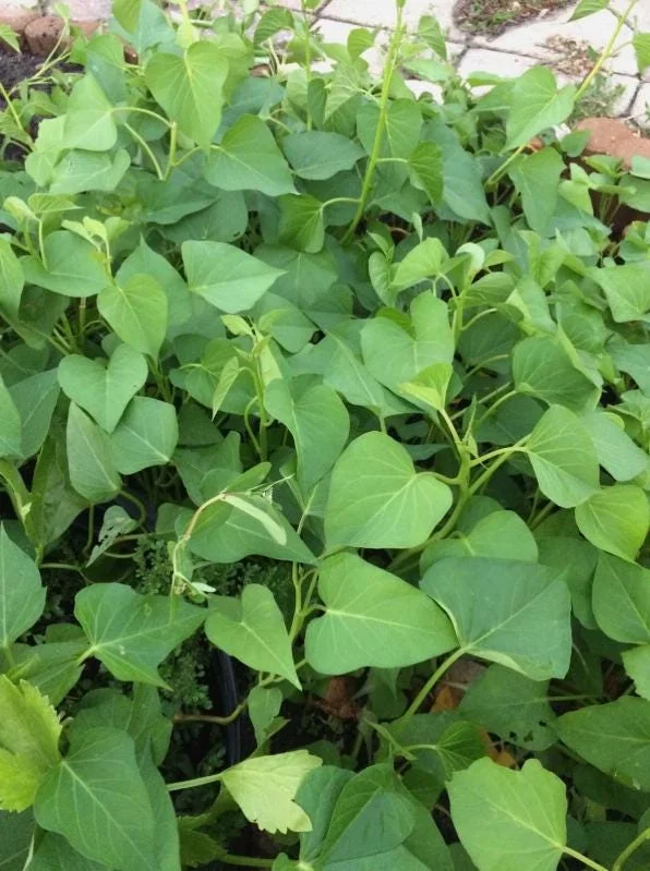 5 White Sweet Potato Live Plant Slips with Pot – Ready to Plant – Full Sun - Image 4