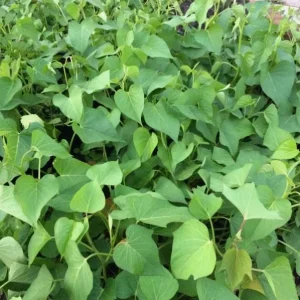 5 White Sweet Potato Live Plant Slips with Pot – Ready to Plant – Full Sun - Image 5