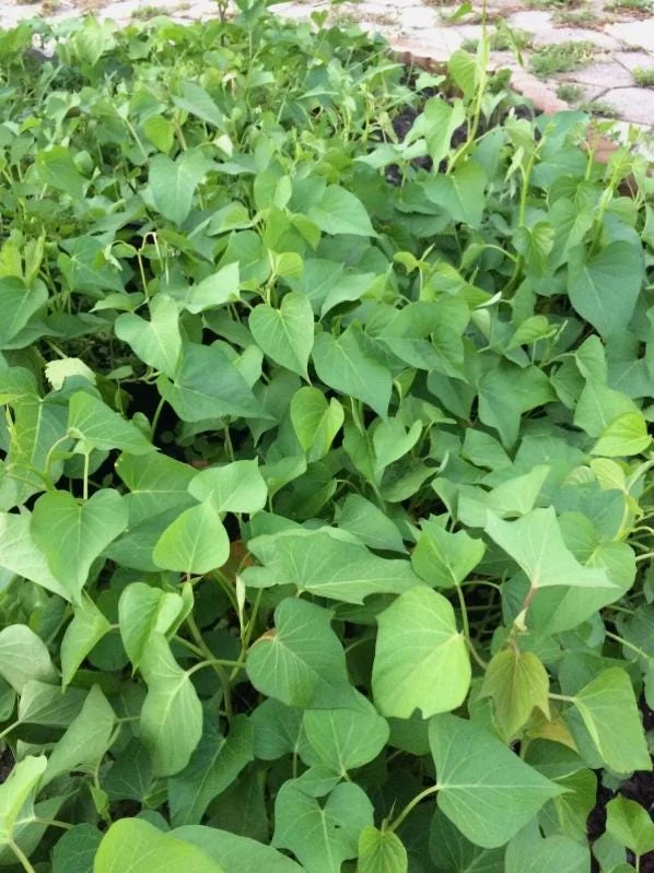 5 White Sweet Potato Live Plant Slips with Pot – Ready to Plant – Full Sun - Image 5