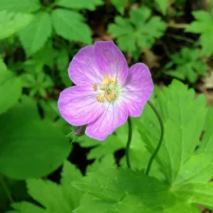 5 Wild Geranium Maculatum Bare Root Plants - Organic Cranesbill Flower - Image 7