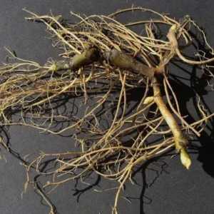 5 Wild Ginger Plants Asarum Canadense Bare Root Wildflower Perennial - Image 4