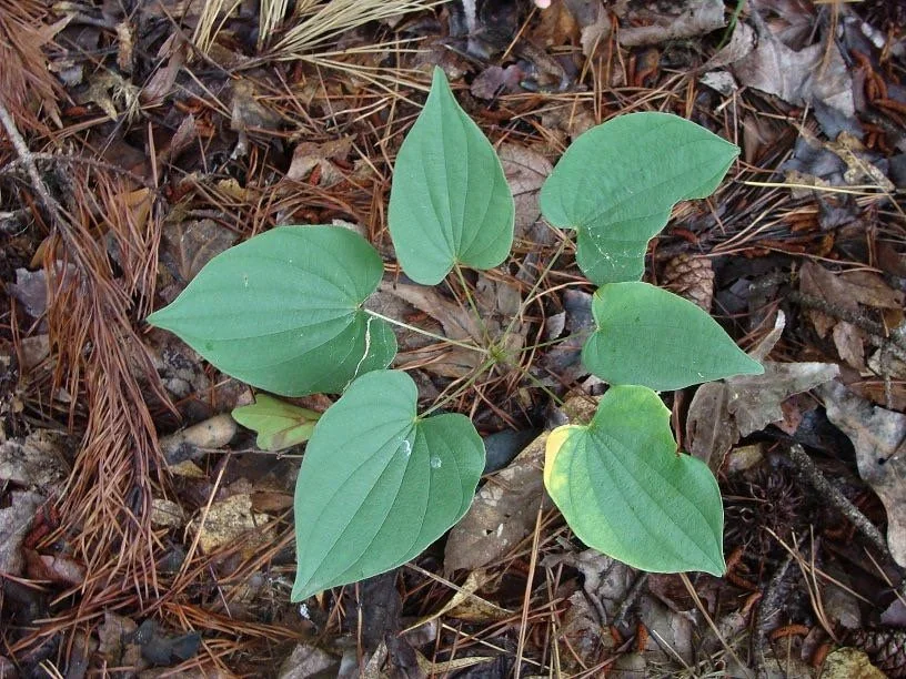 5 Wild Yam Bare Roots - Dioscorea Villosa Perennial Vine Native Wildflower - Image 8