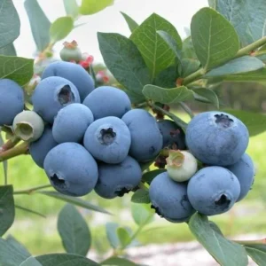 5 Windsor Blueberry Starter Plug - Vaccinium corymbosum - Southern Highbush Blueberry Live Plant - Image 2