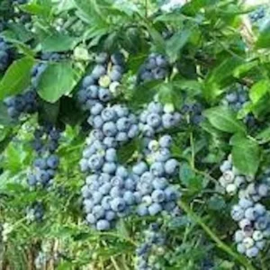 5 Windsor Blueberry Starter Plug - Vaccinium corymbosum - Southern Highbush Blueberry Live Plant - Image 3