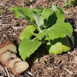 5 Yacón Root Plant - Smallanthus sonchifolius Bolivian Sunroot Starter Plants - Image 1