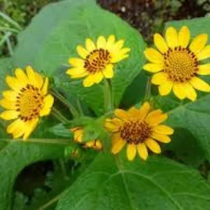 5 Yacón Root Plant - Smallanthus sonchifolius Bolivian Sunroot Starter Plants - Image 6