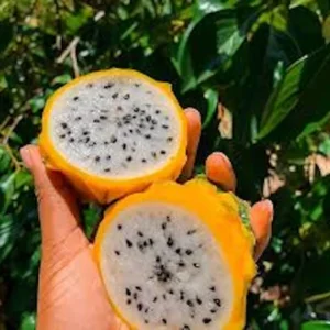 5 Yellow Dragon Fruit Starter Plugs - Selenicereus Megalanthus - Live Plant - Image 4