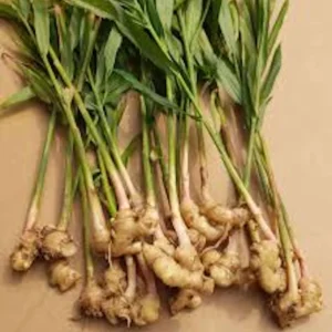 5 Yellow Ginger Starter Plant Plugs – Zingiber Officinale – Culinary Herb Live Plant - Image 3