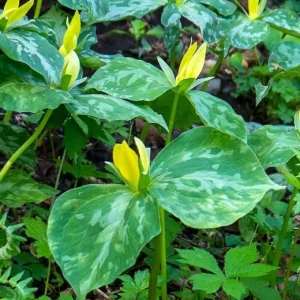 5 Yellow Trillium Bulbs – Heirloom Wood Lily Perennial – Shade Garden - Image 10