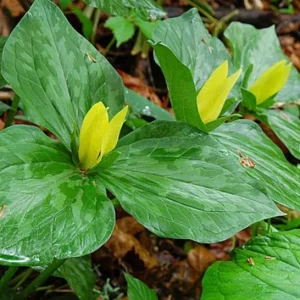 5 Yellow Trillium Bulbs – Heirloom Wood Lily Perennial – Shade Garden - Image 2