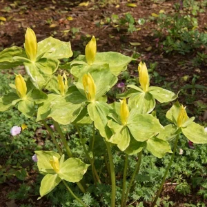 5 Yellow Trillium Bulbs – Heirloom Wood Lily Perennial – Shade Garden - Image 4