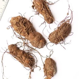 5 Yellow Trillium Bulbs – Heirloom Wood Lily Perennial – Shade Garden - Image 5