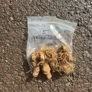 5 Yellow Trillium Bulbs – Heirloom Wood Lily Perennial – Shade Garden - Image 6