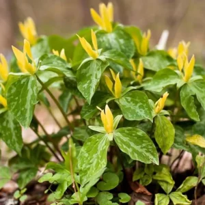 5 Yellow Trillium Bulbs – Heirloom Wood Lily Perennial – Shade Garden - Image 7