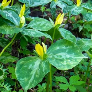 5 Yellow Trillium Bulbs – Heirloom Wood Lily Perennial – Shade Garden - Image 8
