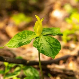 5 Yellow Trillium Bulbs – Heirloom Wood Lily Perennial – Shade Garden - Image 1