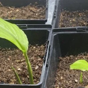 5 Yellow Turmeric Ginger Starter Plugs - Curcuma longa Live Plant - Image 4