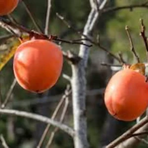 50 American Persimmon Tree Seeds - Diospyros Virginiana, Organic Heirloom Fruit - Image 5