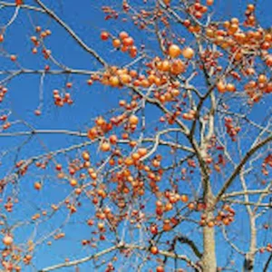 50 American Persimmon Tree Seeds - Diospyros Virginiana, Organic Heirloom Fruit - Image 6