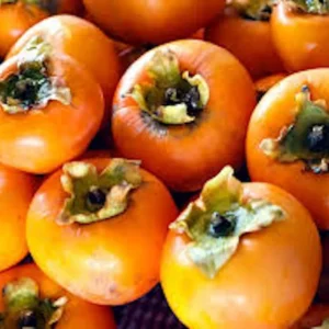 50 American Persimmon Tree Seeds - Diospyros Virginiana, Organic Heirloom Fruit - Image 8