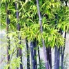 50+ Black Bamboo Seeds - Cold Resistant Perennial for Garden & Bonsai - Image 1