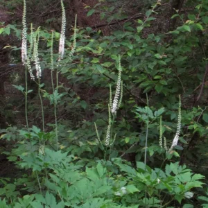 50 Black Cohosh Bare Root Plants - Actaea Racemosa Native Wildflower - Image 5