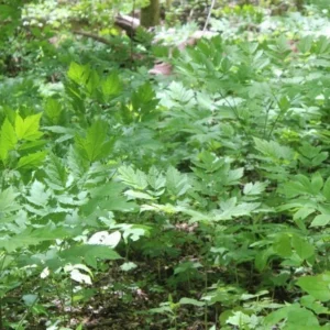 50 Black Cohosh Plants Actaea Racemosa Bare Root Native Wildflower - Image 7