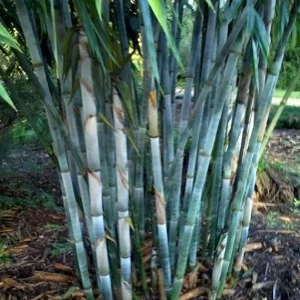50 Blue Bamboo Seeds - Clumping Privacy Plant for Garden, Exotic Shade - Image 1
