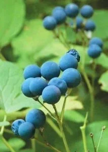 50 Blue Cohosh Bare Root Plants - Caulophyllum Thalictroides Wildflower Perennial - Image 2