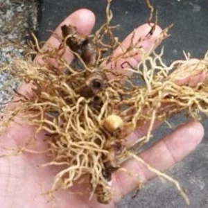 50 Blue Cohosh Bare Root Plants - Caulophyllum Thalictroides Wildflower Perennial - Image 5