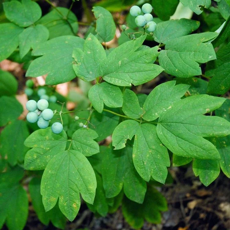 50 Blue Cohosh Bare Root Plants - Caulophyllum Thalictroides Wildflower Perennial - Image 7