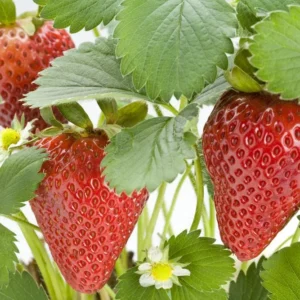 50 Chandler Strawberry Bare Roots - Fragaria × ananassa - High-Yielding June-Bearer - Image 1