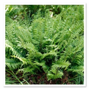50 Christmas Fern Bare Root Plants - Polystichum Acrostichoides - Perennial - Image 5