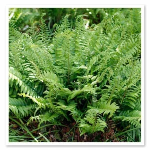 50 Christmas Fern Bare Root Plants - Polystichum Acrostichoides Native Perennial - Image 8