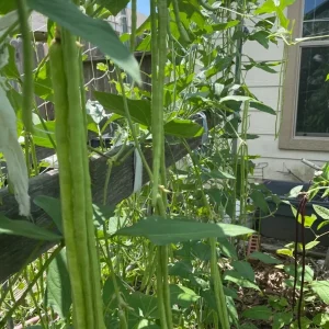 50 Dark Green Yard Long Bean Seeds - Heirloom Chinese Asparagus Vegetable Seeds Outdoor - Image 2