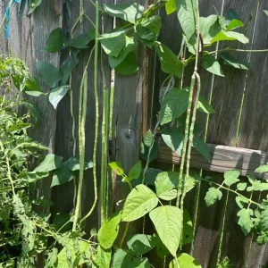 50 Dark Green Yard Long Bean Seeds - Heirloom Chinese Asparagus Vegetable Seeds Outdoor - Image 3