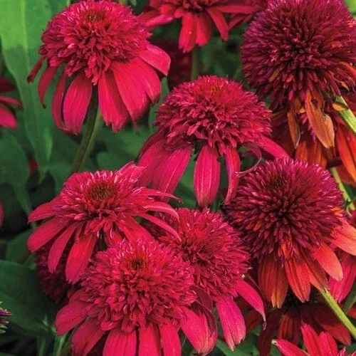50 Double Cranberry Coneflower Seeds - Echinacea Perennial Flowers for Outdoor Gardens - Image 1