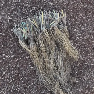 50 Earliglow Strawberry Bare Roots - Sweet & Early-Fruiting Fragaria × ananassa - Image 8