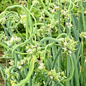 50 Egyptian Walking Onion Sets - Perennial Multiplier Tree Onion Bulbs for Garden - Image 1