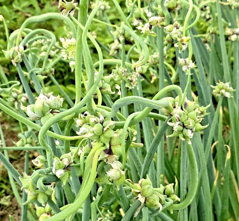 50 Egyptian Walking Onion Sets - Perennial Multiplier Tree Onion Bulbs for Garden - Image 1