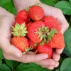 50 Evie 2 Everbearing Strawberry Plants – Bare Root High Yield Day Neutral Variety – Sweet & Firm Berries - Image 1