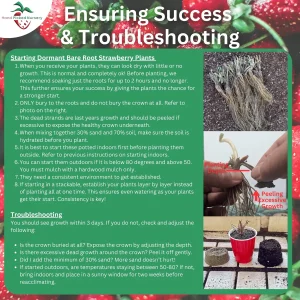 50 Evie 2 Everbearing Strawberry Plants – Bare Root High Yield Day Neutral Variety – Sweet & Firm Berries - Image 5