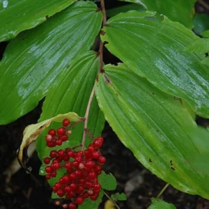 50 False Solomonseal Plants – Maianthemum Racemosum Bare Root Wildflower - Image 5