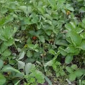 50 Fort Laramie Strawberry Bare Roots - Everbearing, Cold Hardy Fruit Plants - Image 4