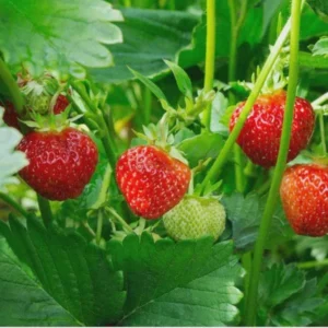 50 Fort Laramie Strawberry Bare Roots - Everbearing, Cold Hardy Fruit Plants - Image 5