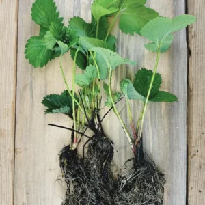 50 Fort Laramie Strawberry Bare Roots - Everbearing, Cold Hardy Fruit Plants - Image 6