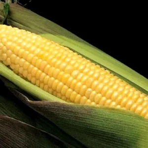 50 Golden Bantam Sweet Corn Seeds - Organic Heirloom Non-GMO for Planting - Image 2