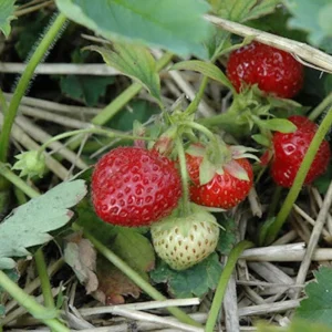 50 Guardian Strawberry Bare Roots - June-Bearing Fruit Plant - USDA Zones 3-10 - Image 5