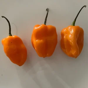50+ Habanero Pepper Seeds - Orange Hot, Organic Non-GMO, Extremely Spicy - Image 2