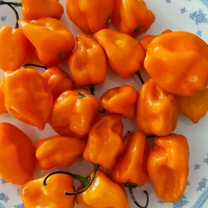 50+ Habanero Pepper Seeds - Orange Hot, Organic Non-GMO, Extremely Spicy - Image 1
